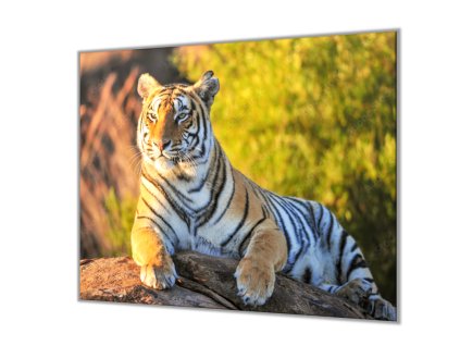 Ochranná deska zlatý tygr na kameni (Lepení na zeď S lepením na zeď, Rozměr 70x70 cm)