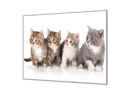 Ochranná deska čtyři koťata na bílém pozadí (Lepení na zeď S lepením na zeď, Rozměr 70x70 cm)