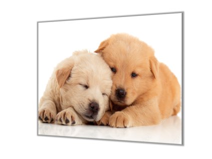 Ochranná deska dvě spící štěňata (Lepení na zeď S lepením na zeď, Rozměr 70x70 cm)