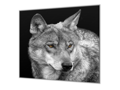 Ochranná deska s motivem šedý vlk (Lepení na zeď S lepením na zeď, Rozměr 70x70 cm)