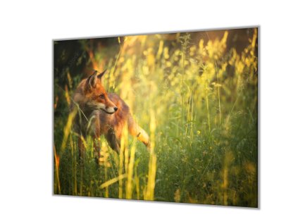 Ochranná deska liška v trávě (Lepení na zeď S lepením na zeď, Rozměr 70x70 cm)