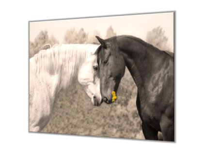 Ochranná deska s dekorem zamilovaní koně (Lepení na zeď S lepením na zeď, Rozměr 70x70 cm)