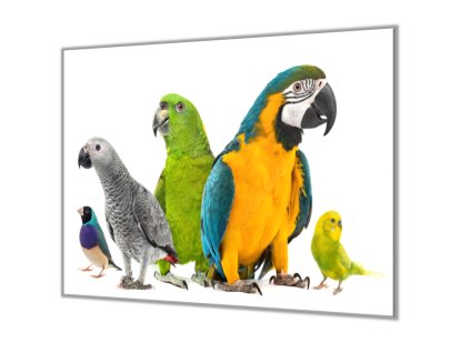Ochranná deska s motivem směs papoušků (Lepení na zeď S lepením na zeď, Rozměr 70x70 cm)