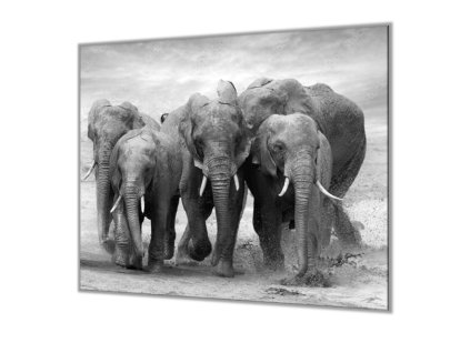 Ochranná deska stádo slonů (Lepení na zeď S lepením na zeď, Rozměr 70x70 cm)