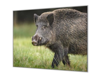 Ochranná deska myslivecký vzor divoké prase (Lepení na zeď S lepením na zeď, Rozměr 70x70 cm)