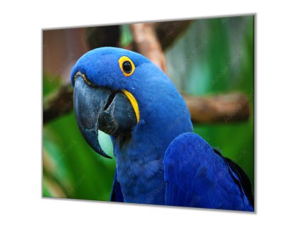 Ochranná deska papoušek ara hyacintová (Lepení na zeď S lepením na zeď, Rozměr 70x70 cm)