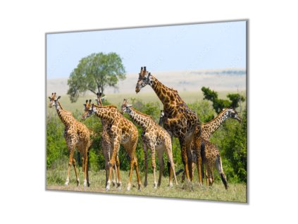 Ochranná deska stádo žiraf (Lepení na zeď S lepením na zeď, Rozměr 70x70 cm)