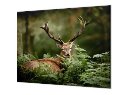Ochranná deska velký jelen v kapradí (Lepení na zeď S lepením na zeď, Rozměr 70x70 cm)