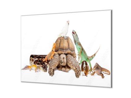 Ochranná deska želva, leguán, morče, papoušek (Lepení na zeď S lepením na zeď, Rozměr 70x70 cm)