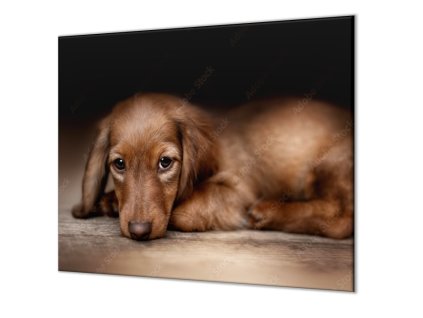 Ochranná deska ležící pes hnědý jezevčík (Lepení na zeď S lepením na zeď, Rozměr 70x70 cm)