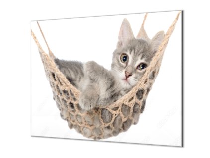 Ochranná deska kotě v houpací síti (Lepení na zeď S lepením na zeď, Rozměr 70x70 cm)