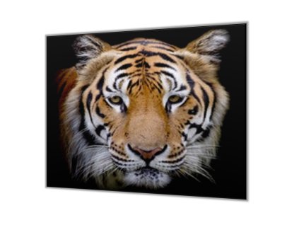 Ochranná deska hlava zlatý tygr černý podklad (Lepení na zeď S lepením na zeď, Rozměr 70x70 cm)