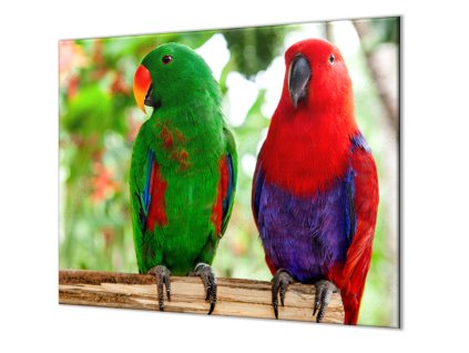 Ochranná deska papoušek samec a samice eclektus (Lepení na zeď S lepením na zeď, Rozměr 70x70 cm)
