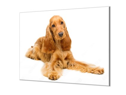 Ochranná deska krásný pes kokršpaněl (Lepení na zeď S lepením na zeď, Rozměr 70x70 cm)