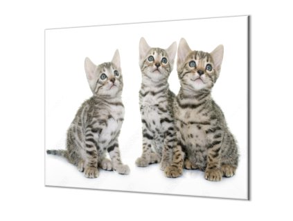 Ochranná deska tři malé kočky bengalské (Lepení na zeď S lepením na zeď, Rozměr 70x70 cm)