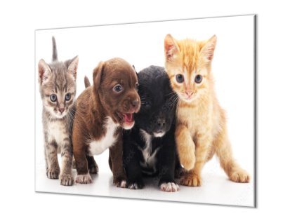 Ochranná deska malá koťata a štěňata (Lepení na zeď S lepením na zeď, Rozměr 70x70 cm)