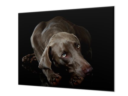 Ochranná deska ležící pes výmarský ohař (Lepení na zeď S lepením na zeď, Rozměr 70x70 cm)