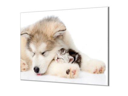 Ochranné sklo z tvrzeného skla kočka, pes (Lepení na zeď S lepením na zeď, Rozměr 70x70 cm)