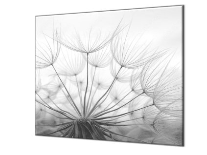Ochranná deska chmýří pampelišky šedé (Lepení na zeď S lepením na zeď, Rozměr 70x70 cm)