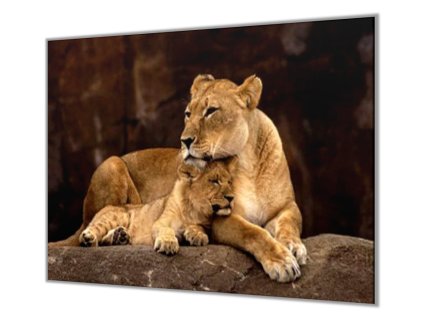 Ochranná deska lvice a mládě (Lepení na zeď S lepením na zeď, Rozměr 70x70 cm)
