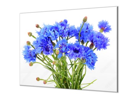 Ochranná deska květy chrpy na bílém podkladu (Lepení na zeď S lepením na zeď, Rozměr 70x70 cm)