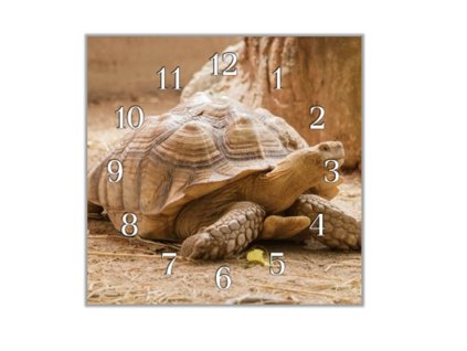 Nástěnné hodiny 30x30cm želva suchozemská (Materiál kalené sklo)
