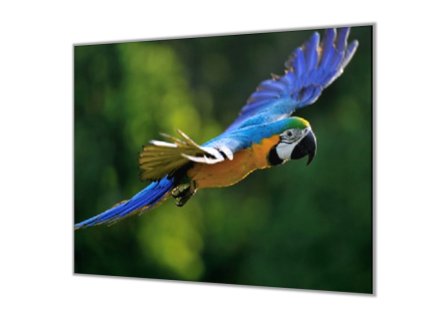 Ochranná deska papoušek ara ararauna (Lepení na zeď S lepením na zeď, Rozměr 70x70 cm)