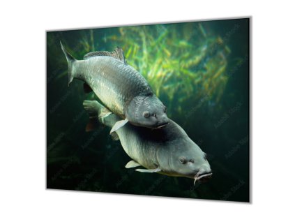 Ochranná deska ryba kapři pod hladinou (Lepení na zeď S lepením na zeď, Rozměr 70x70 cm)
