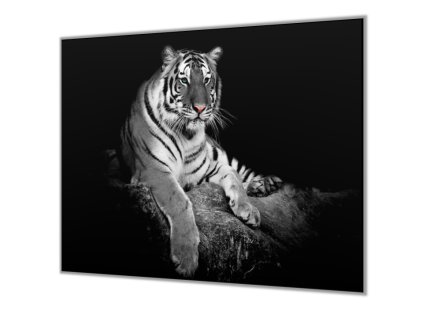 Ochranná deska s motivem bílý tygr (Lepení na zeď S lepením na zeď, Rozměr 70x70 cm)