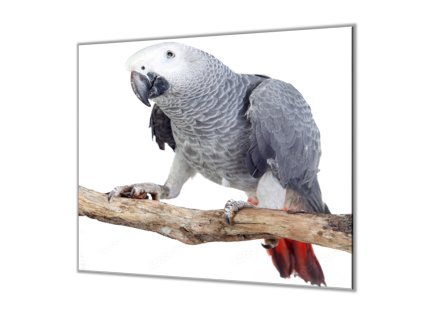 Ochranná deska papoušek Žako (Lepení na zeď S lepením na zeď, Rozměr 70x70 cm)