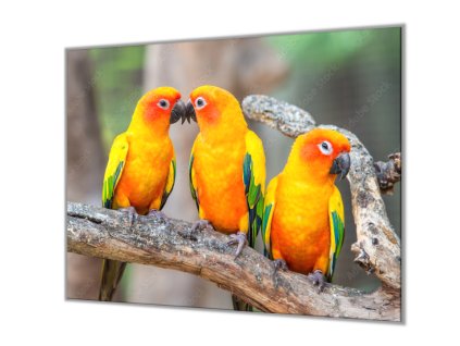 Ochranná deska sklo papoušek aratinga sluneční (Lepení na zeď S lepením na zeď, Rozměr 70x70 cm)