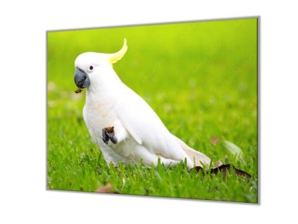 Ochranná deska s motivem papoušek kakadu (Lepení na zeď S lepením na zeď, Rozměr 70x70 cm)