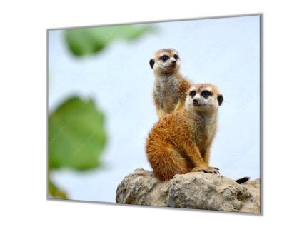 Ochranná deska na kuchyň dvě surikaty (Lepení na zeď S lepením na zeď, Rozměr 70x70 cm)