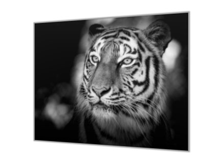 Ochranná deska s motivem hlava tygra (Lepení na zeď S lepením na zeď, Rozměr 70x70 cm)