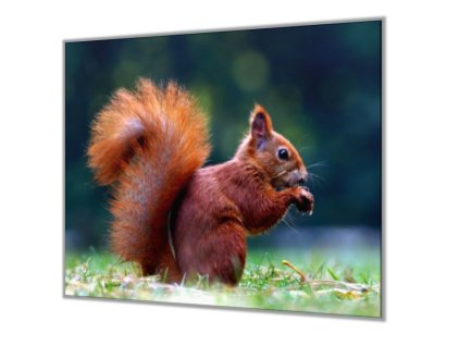 Ochranná deska tvrzené sklo veverka s oříškem (Lepení na zeď S lepením na zeď, Rozměr 70x70 cm)