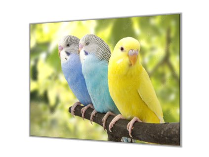 Ochranná deska do kuchyně papoušek andulka (Lepení na zeď S lepením na zeď, Rozměr 70x70 cm)