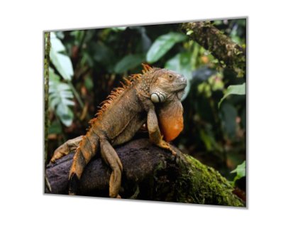 Ochranná deska do kuchyně leguán na kmeni (Lepení na zeď S lepením na zeď, Rozměr 70x70 cm)