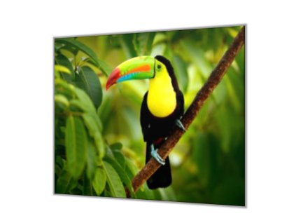 Ochranná deska sklo papoušek tukan (Lepení na zeď S lepením na zeď, Rozměr 70x70 cm)