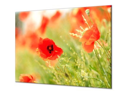 Ochranná deska květy vlčí máky na louce (Lepení na zeď S lepením na zeď, Rozměr 70x70 cm)