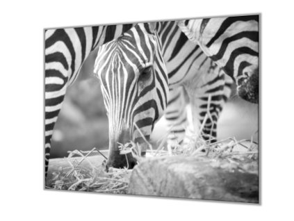 Ochranná deska s motivem černobílá zebra (Lepení na zeď S lepením na zeď, Rozměr 70x70 cm)