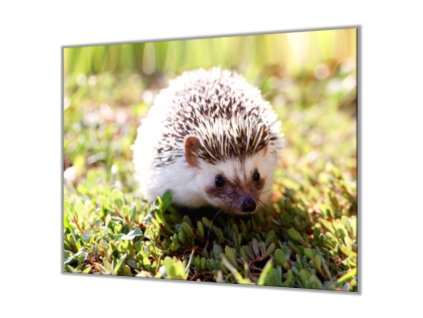 Ochranná deska do kuchyně ježek v trávě (Lepení na zeď S lepením na zeď, Rozměr 70x70 cm)