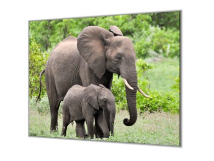 Ochranná deska slonice a slůně v přírodě (Lepení na zeď S lepením na zeď, Rozměr 70x70 cm)