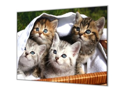 Ochranná deska tři koťata v košíku (Lepení na zeď S lepením na zeď, Rozměr 70x70 cm)