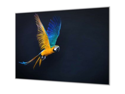 Ochranná deska letící papoušek Ara Ararauna (Lepení na zeď S lepením na zeď, Rozměr 70x70 cm)