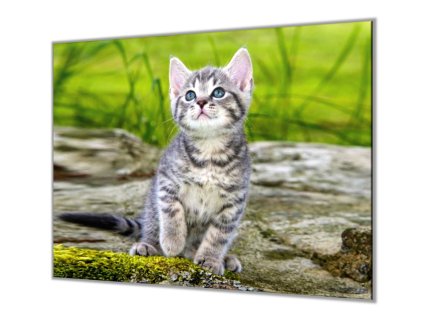 Ochranná deska šedé kotě v přírodě (Lepení na zeď S lepením na zeď, Rozměr 70x70 cm)
