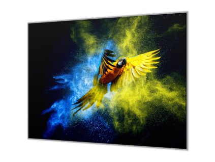 Ochranná deska papoušek Ara Ararauna (Lepení na zeď S lepením na zeď, Rozměr 70x70 cm)
