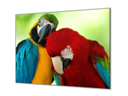 Ochranná deska do kuchyně tulící papoušek (Lepení na zeď S lepením na zeď, Rozměr 70x70 cm)