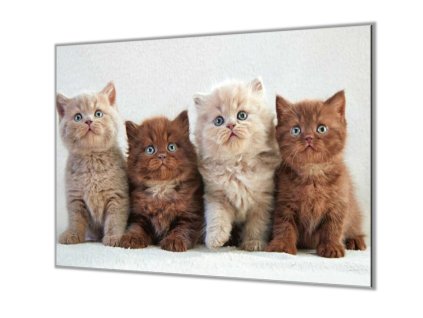 Ochranná deska s fotkou koťata britské kočky (Lepení na zeď S lepením na zeď, Rozměr 70x70 cm)