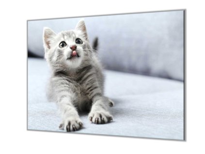 Ochranná deska skleněná roztomilé kotě (Lepení na zeď S lepením na zeď, Rozměr 70x70 cm)
