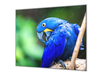 Ochranná deska papoušek Ara Hyacintová (Lepení na zeď S lepením na zeď, Rozměr 70x70 cm)